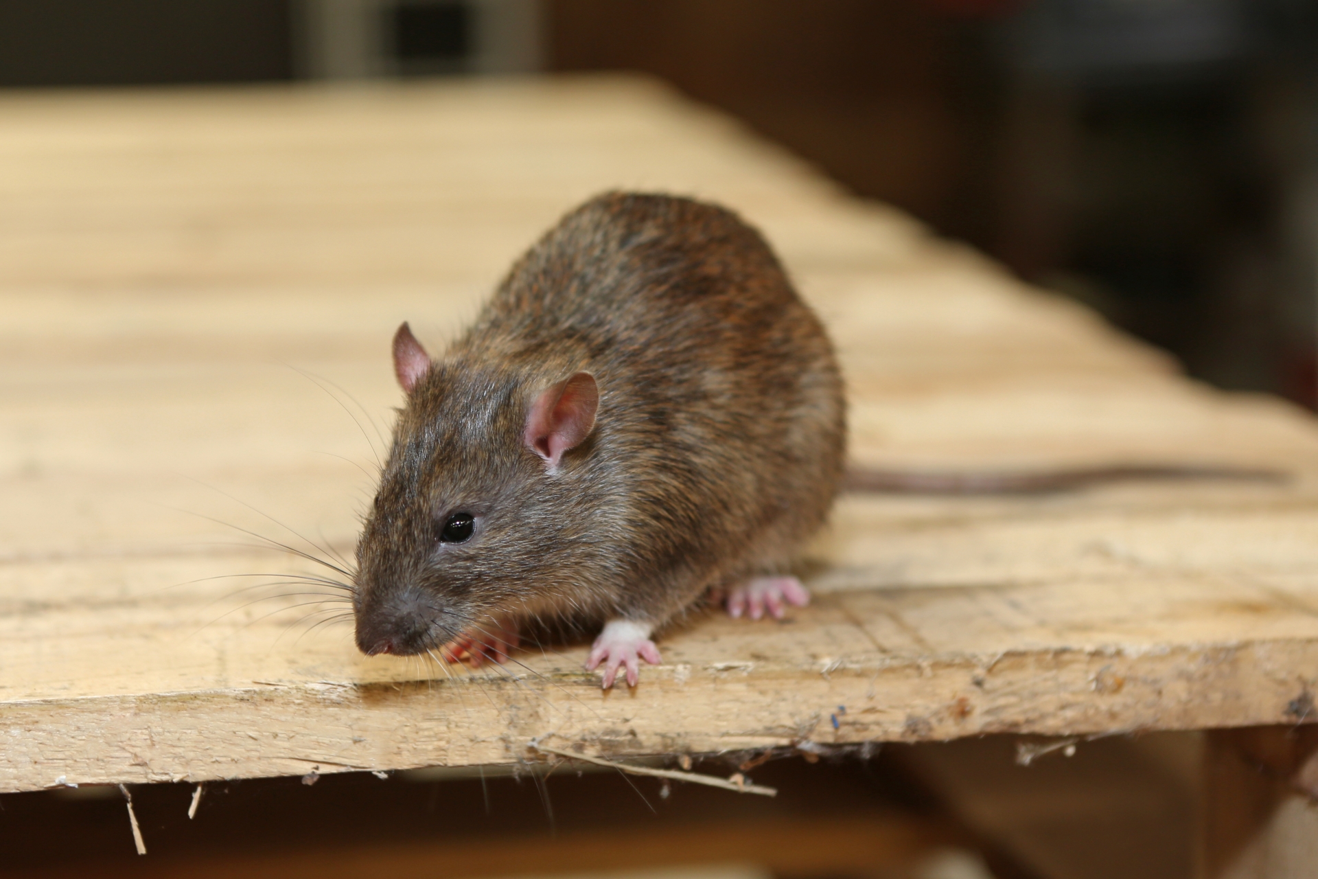 Rat Control, Pest Control in Abbots Langley, Bedmond, WD5. Call Now 020 8166 9746