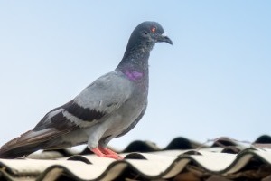 Pigeon Control, Pest Control in Abbots Langley, Bedmond, WD5. Call Now 020 8166 9746
