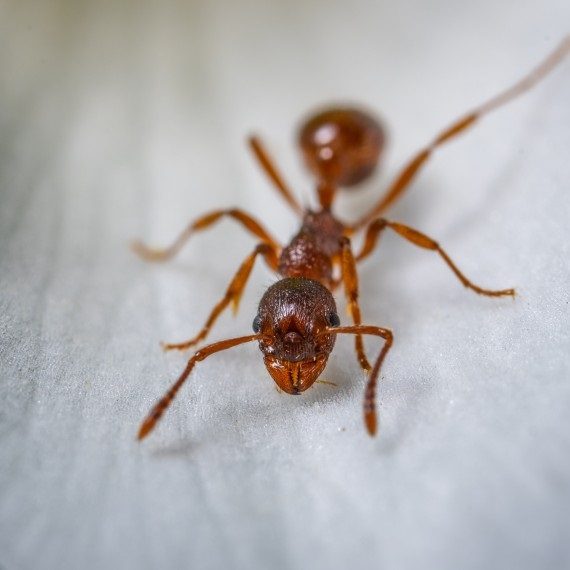 Field Ants, Pest Control in Abbots Langley, Bedmond, WD5. Call Now! 020 8166 9746