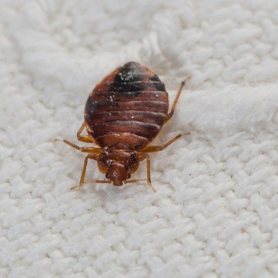 Bed Bugs, Pest Control in Abbots Langley, Bedmond, WD5. Call Now! 020 8166 9746