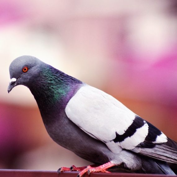 Birds, Pest Control in Abbots Langley, Bedmond, WD5. Call Now! 020 8166 9746