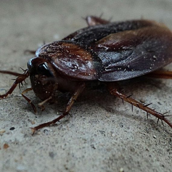 Cockroaches, Pest Control in Abbots Langley, Bedmond, WD5. Call Now! 020 8166 9746