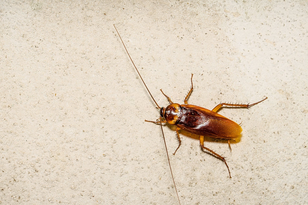 Cockroach Control, Pest Control in Abbots Langley, Bedmond, WD5. Call Now 020 8166 9746