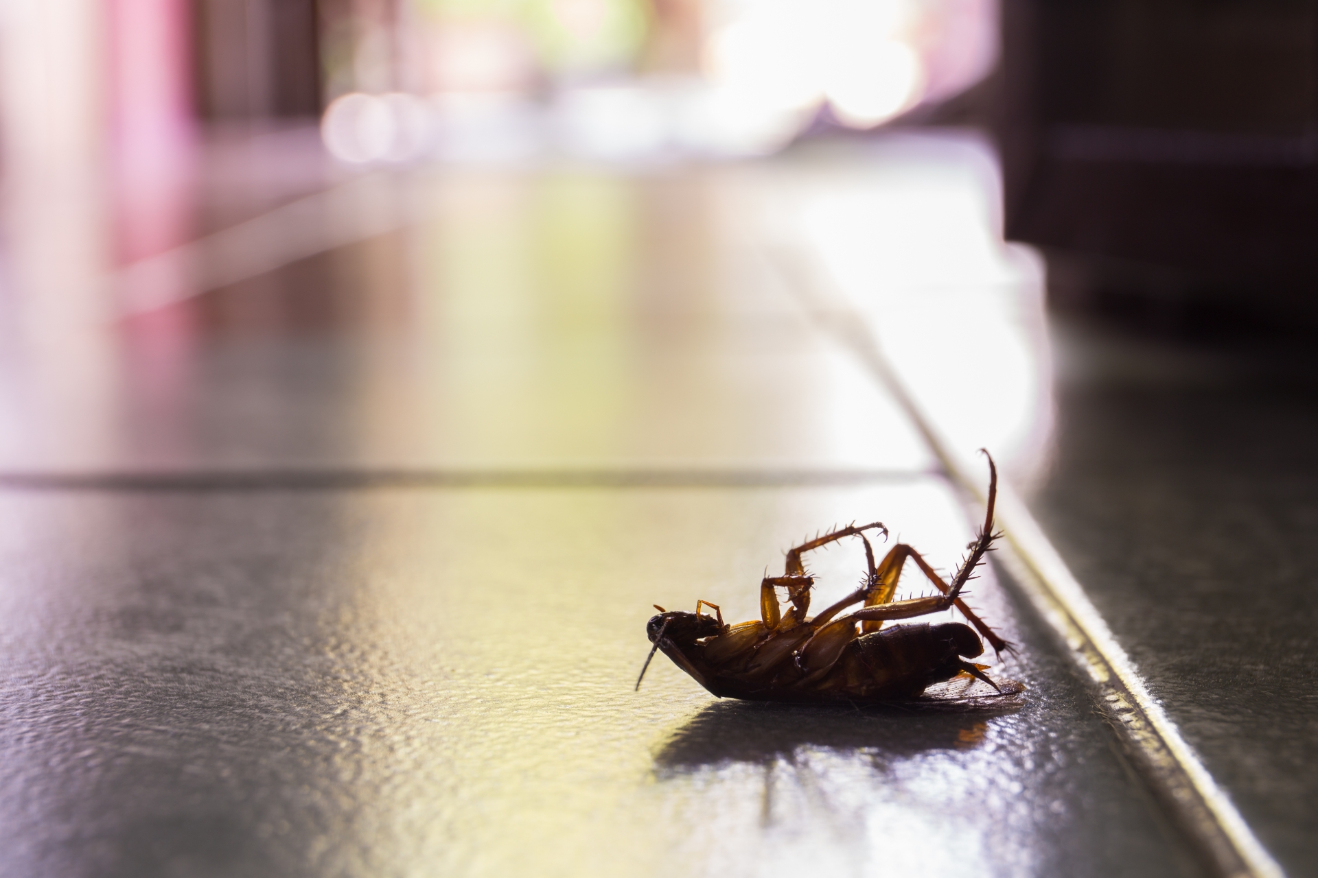 Cockroach Control, Pest Control in Abbots Langley, Bedmond, WD5. Call Now 020 8166 9746