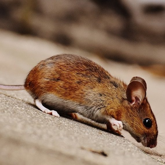 Mice, Pest Control in Abbots Langley, Bedmond, WD5. Call Now! 020 8166 9746