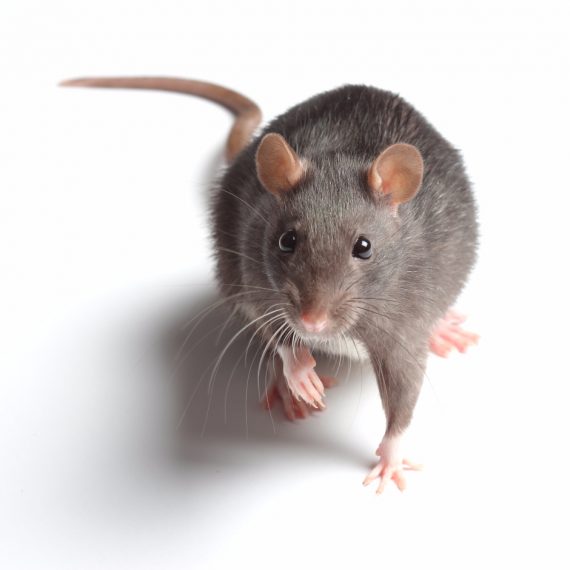 Rats, Pest Control in Abbots Langley, Bedmond, WD5. Call Now! 020 8166 9746