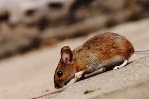 Mice Exterminator, Pest Control in Abbots Langley, Bedmond, WD5. Call Now 020 8166 9746