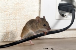 Mice Control, Pest Control in Abbots Langley, Bedmond, WD5. Call Now 020 8166 9746