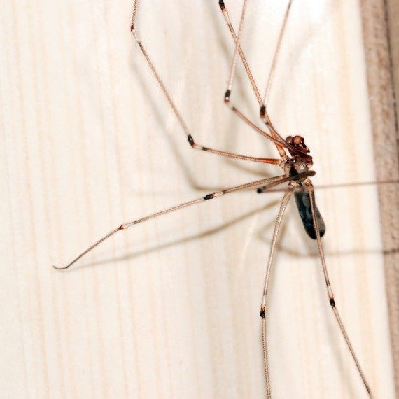 Spiders, Pest Control in Abbots Langley, Bedmond, WD5. Call Now! 020 8166 9746