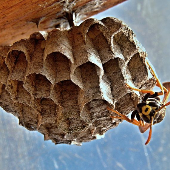Wasps Nest, Pest Control in Abbots Langley, Bedmond, WD5. Call Now! 020 8166 9746